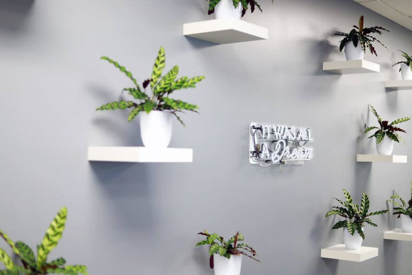 small plants on gray wall it was all a dream neon lights